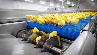 Chicken Mega Factory: Egg Incubation & Broiler Raising Process 3