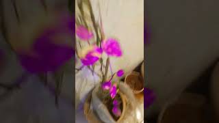 Plant Tutorial ।। Purple ☘️☘️#short#intresting#funandlearning 3003