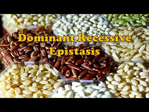 Dominant Recessive Epistasis || Genetics || Biology || BioStudy Pathshala