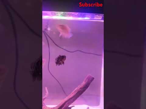 oscar fish