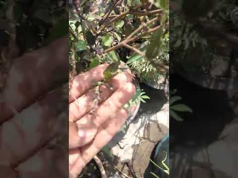 tulsi ka ped #shortvideo