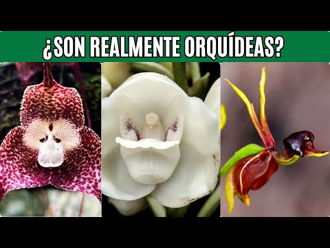 10 Most Beautiful and Curious Orchids That Will Impress You