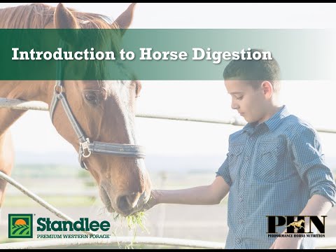 Introduction to Horse Digestion