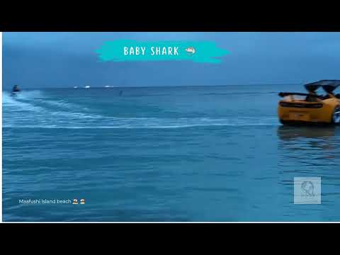 BABY SHARK 🦈 || MAAFUSHI ISLAND ⛱️ 🏖️