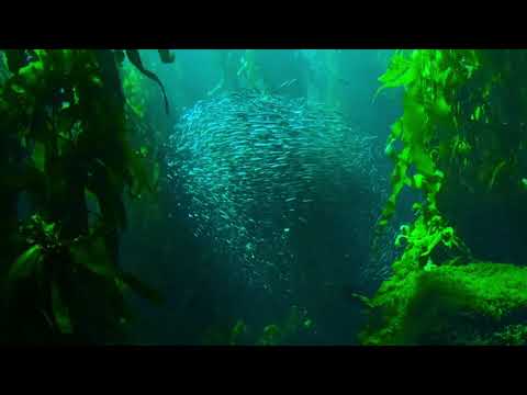 Beautiful relaxing music for stress