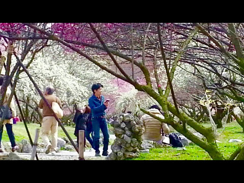 梅林公園 梅の花 三重県