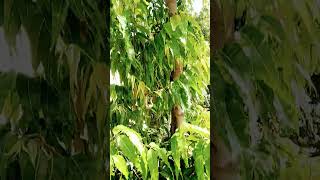 #story #video Ashok ka ped#