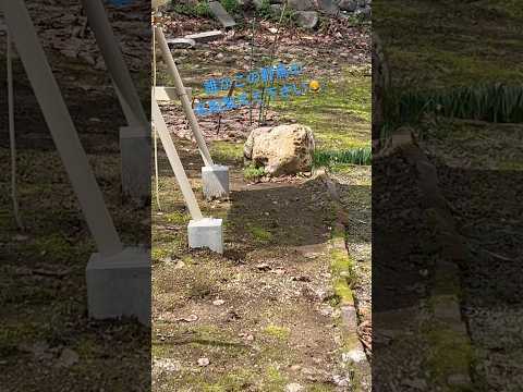 最近2匹で遊びに来るようになった野鳥です。名前が知りたい〜