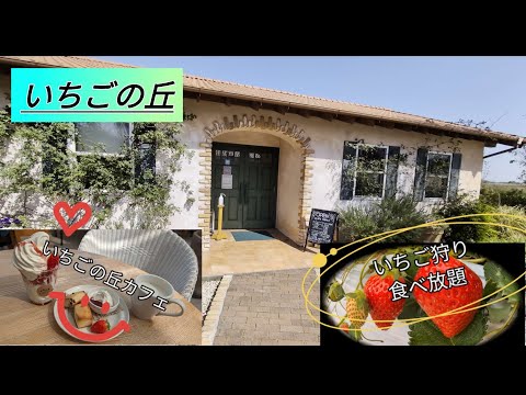 【いちごの丘】いちご狩り＆スイーツ　いちご狩り食べ放題とスイーツカフェ