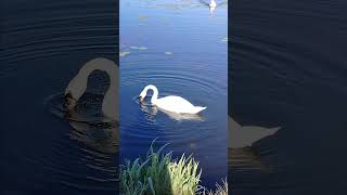 #łabędzie #łabędzienieme #ptakiwodne #muteswan #birds #ptaki#maj2025
