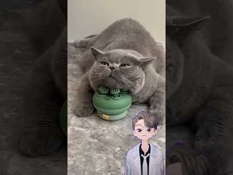 Gemesin aje nih kucing 😆 #funny #cat #cutecat #pets