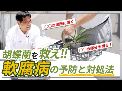 胡蝶蘭を救え！夏前に覚えておきたい軟腐病の予防と対処法【胡蝶蘭】【育て方】