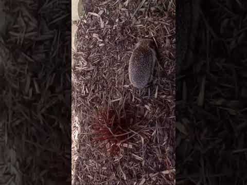 #Hedgehog #Nature #wildlife #garden