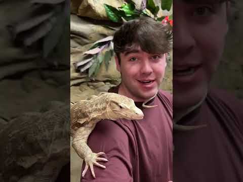 Rare Albino Asian Water Monitor! #shorts #reptiles #animals #lizard #dinosaur #science #albino