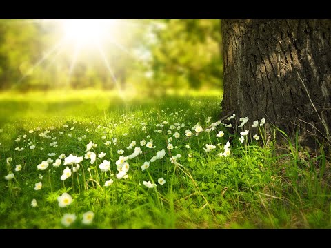24/7 Meditation Music l Study Music l Deep Sleep Music l Zen Yoga l Solfeggio Frequencies Hz Music