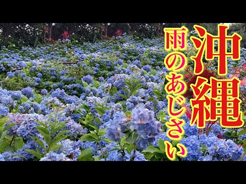 梅雨時、青空を待ちわび一人アジサイ園を歩く／よへなあじさい園