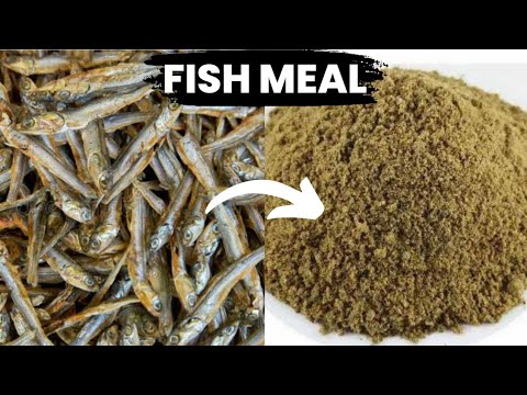 How to make fish meal cheaply at home for poultry #tipsonrearingpoultry #poultryfarming