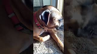 Hi #dog #boxerdog #mix #sweetpuppy #dogboxer #boxerlover #puppy #boxermix #boxer #hi