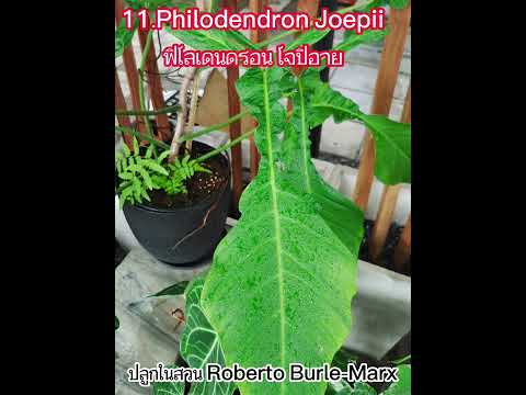 20 Philodendron EP.1
