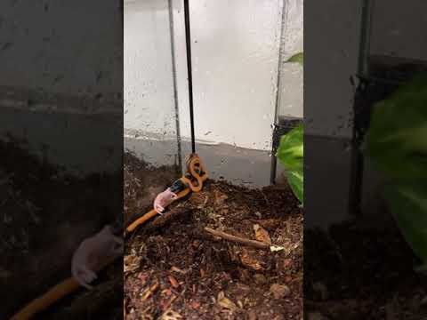 Feeding My RARE Baby Pythons!! *INSANE* #shorts