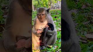 #beautifulanimal #monkylifeinnatural #babyanimal