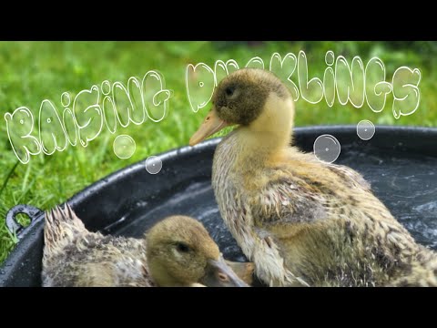 How To Raise Ducklings
