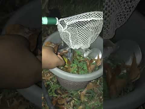 Assassin bug? (Part 4)