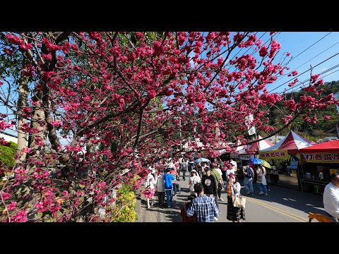 台中市后里區泰安派出所櫻花季 Cherry blossom viewing in Taian police station,Houli Dist.,Taichung City_20250301