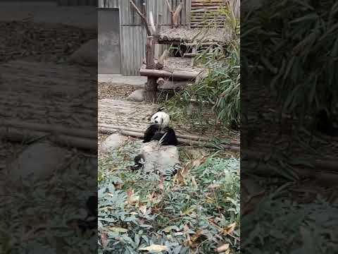世界上最萌的动物  Lovely animal-Pandas-1