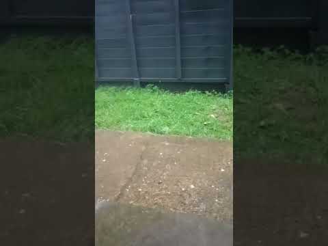 #thunder #mentalhealth #whitenoise #rain