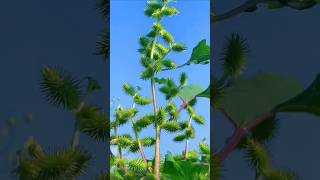 This Spiky Fruit Sticks often to You—And It's Surprisingly Valuable! #shorts #plants #farming