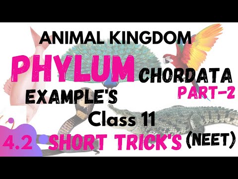 Examples of phylum CHORDATA | AANIMAL KINGDOM  Neet Short Trick's | Neettrick |Class 11 NCERTBiology
