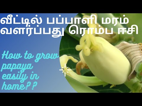 Growing Papaya Tree and Care | Papaya in House Garden | பப்பாளி காய் |  காய்கறி உரத்தில் தோட்டம்