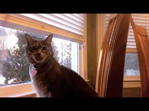 mean kitty