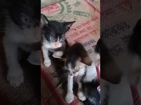 cutest 🐈😺😺😺 cat #catlover #catvideos #cat #foryou #shorts #fypシ゚viral #highlights #trending #love