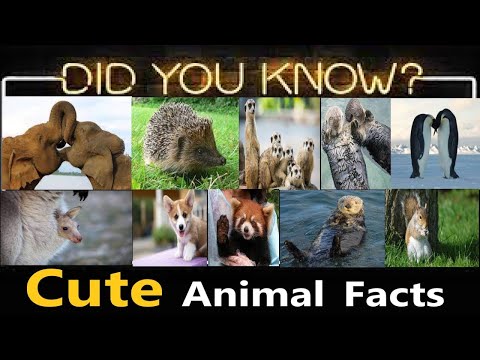 Funny And Cute Animals EVER?! পশুদের মজার কর্মকান্ড 2023
