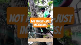 Manual Tree Climbing Device – Safe & Fast Coconut or Palm Harvesting