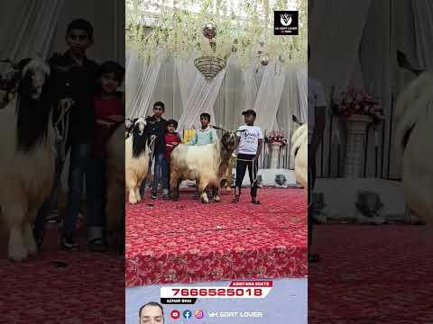 Subhan Allah #animals #goat #cute #cow #bakraeid #bakramandi #bull #viral #love #viral #cattle