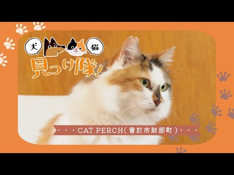 【犬猫見つけ隊！】ダイアちゃん