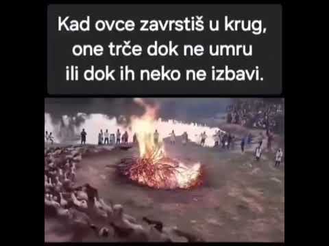 ovce zavrtis u krug