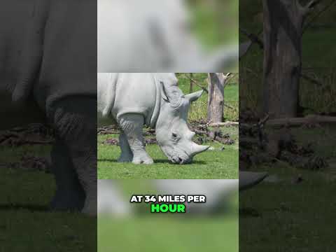 Incredible Rhinos: Nature's Ultimate Powerhouses! 🦏💥