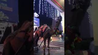 Coco ride on camel 😍#trending #shorts #viral #baby #funny