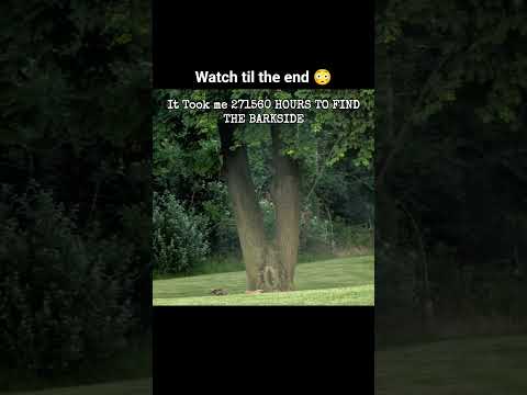 This Tree’s Shape Has Everyone Doing a Double Take 🌳👀 #youtubeshorts #viral #nature #animals #money