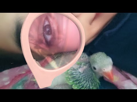 hello🤗🦜☺️ #beutifull #people #ytshorts #india #viralvideo #myfirstvlog #mithu #firstvlog support me