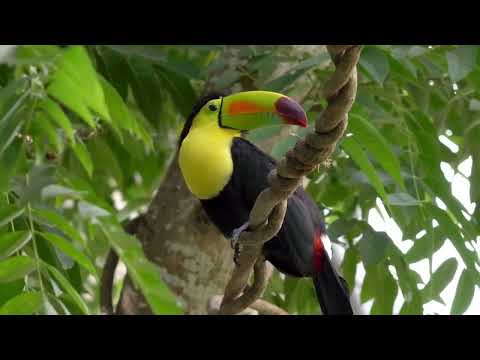 Relaxing Music, Stress Relief Music, Calm Music @misoothingrelaxation