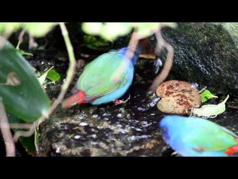 Blue Birds Bathing [HD - 720p] - Royalty Free Video Download
