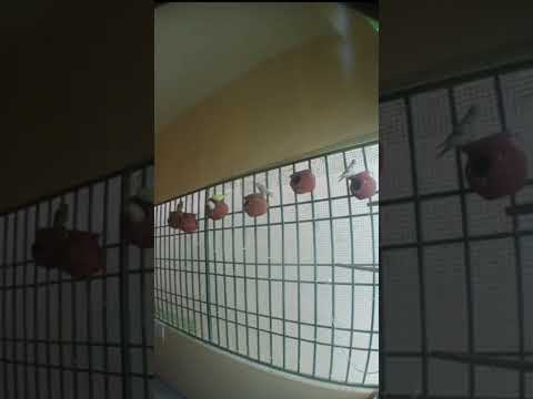 LOOK INTO THE AVIARY! #birds #lovebirds #birdslover #shorts