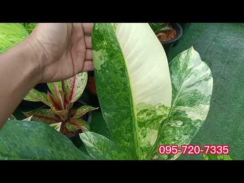 Dieffenbachia Leopoldii Bull Variegated ต้นราชินี2สี