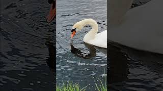 #łabędźniemy #ptakiwodne #swan #ptaki #birds #birds #warmia#maj2025