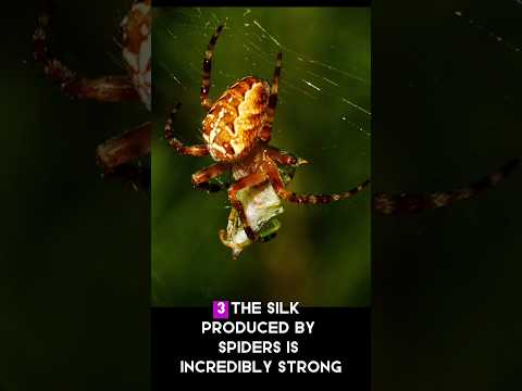 know About Spider #shorts